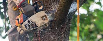 How Our Tree Care Process Works  in  Boles Acres, NM