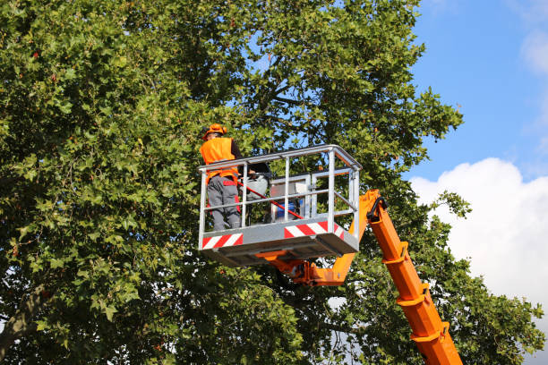  Boles Acres, NM Tree Removal Pros