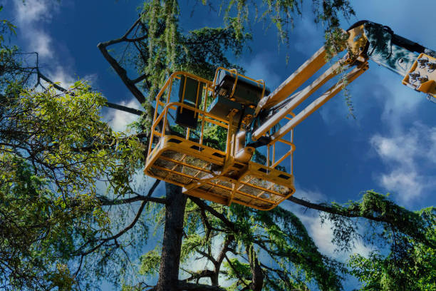 Best Tree Preservation Services  in Boles Acres, NM