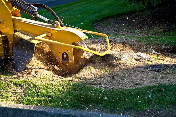 Best Artificial Turf Installation  in Boles Acres, NM