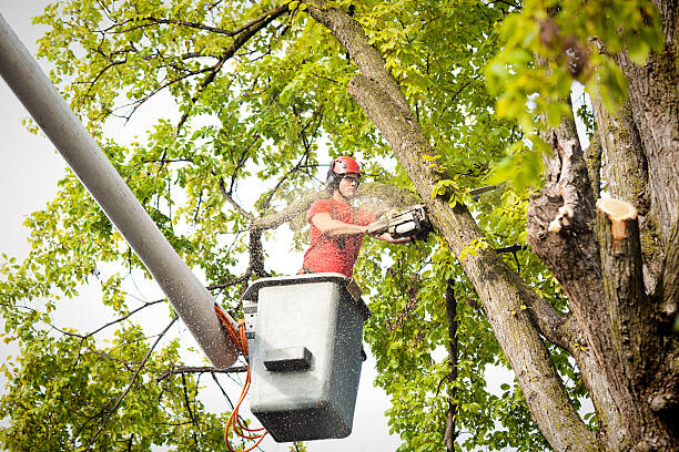 Best Leaf Removal  in Boles Acres, NM