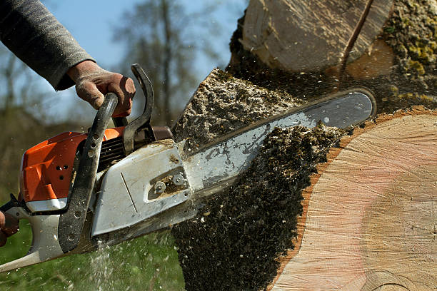 Best Firewood Processing and Delivery  in Boles Acres, NM